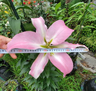 花径35㎝のカサブランカの花