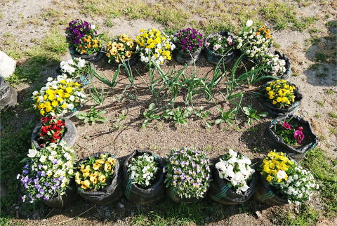 メッシュ栽培袋（角型土のう袋）を花壇・野菜畑の縁取り土留めにしたポタジェガーデン栽培