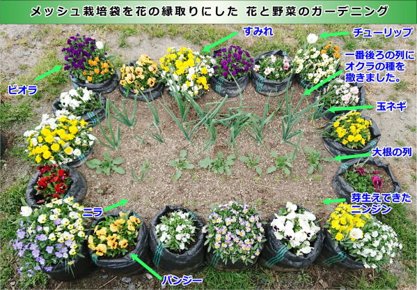 メッシュ栽培袋（角型土のう袋）を花壇・野菜畑の縁取り土留めにしたポタジェガーデン栽培