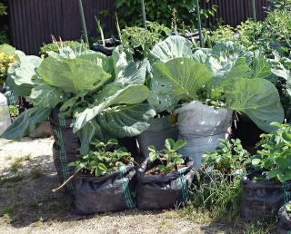 角型土のう袋栽培ＵＶ黒ＰＥでキャベツなどを栽培