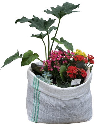 ストロング角型土のう袋UV白PEで多肉植物と観葉植物を寄せ植えにして育てています。