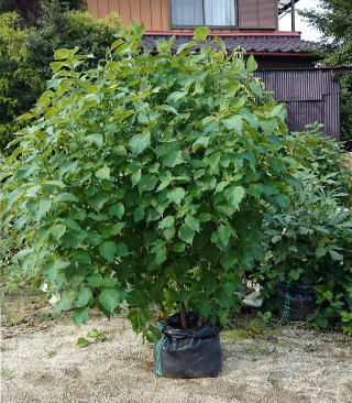 角型土のう袋栽培ＵＶ黒ＰＥで大葉（しそ）を栽培